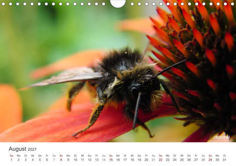 Insekten in der Stadt