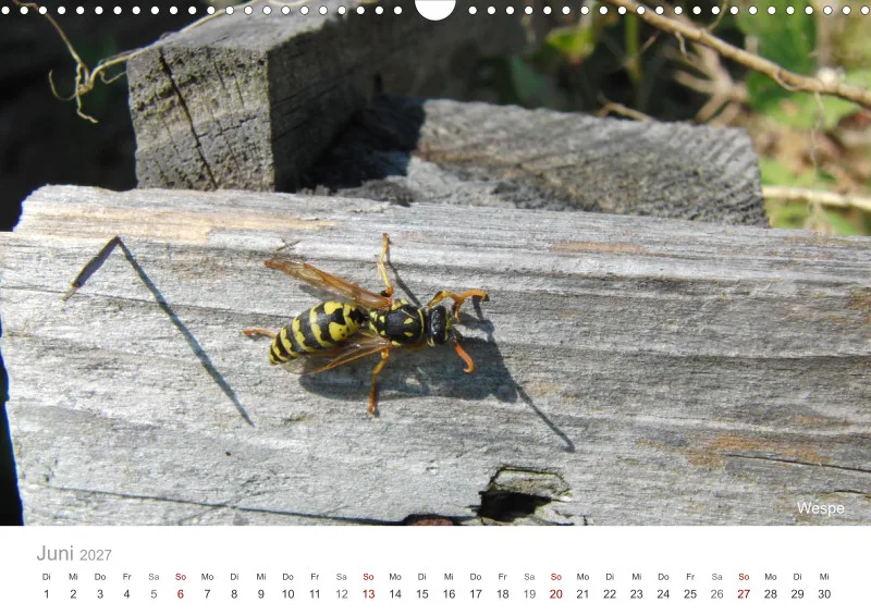 Insekten in der Stadt