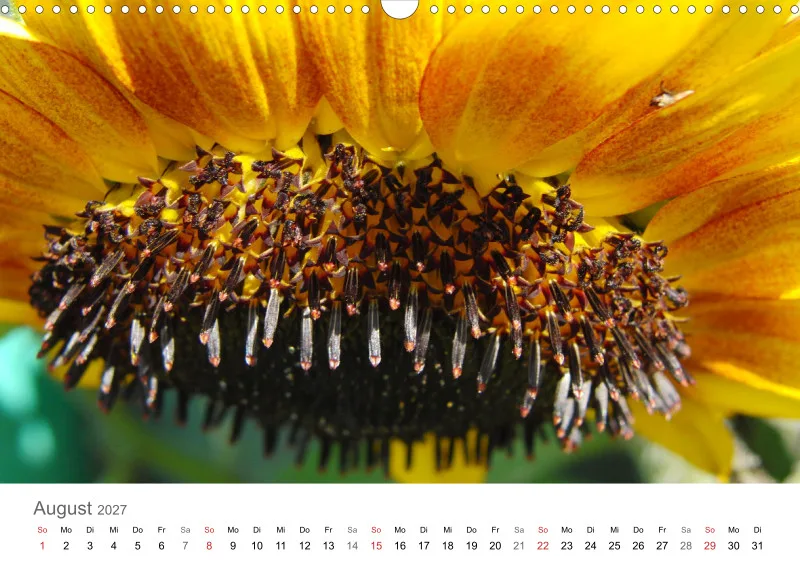 Sonnenblumen