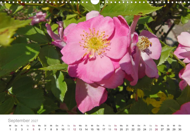 Rosa-Lila Blütenvielfalt