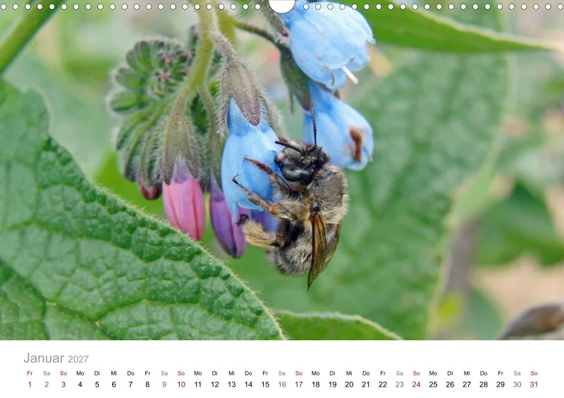 Hummeln und Bienen