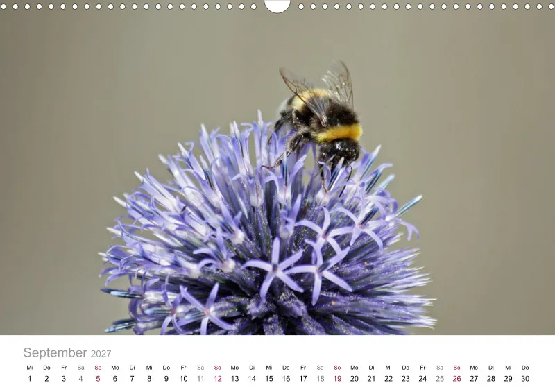 Hummeln und Bienen