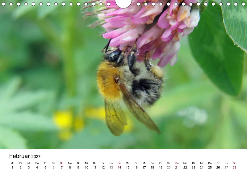 Hummeln und Bienen