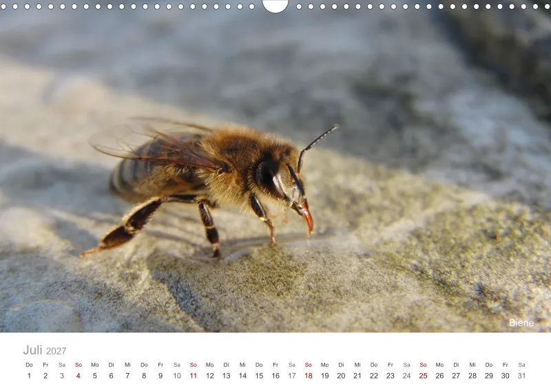 Insekten in der Stadt