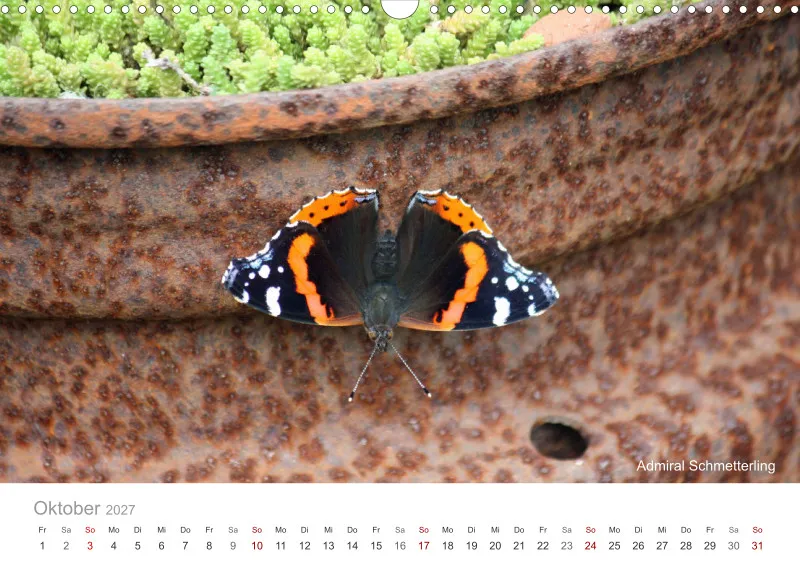 Insekten in der Stadt