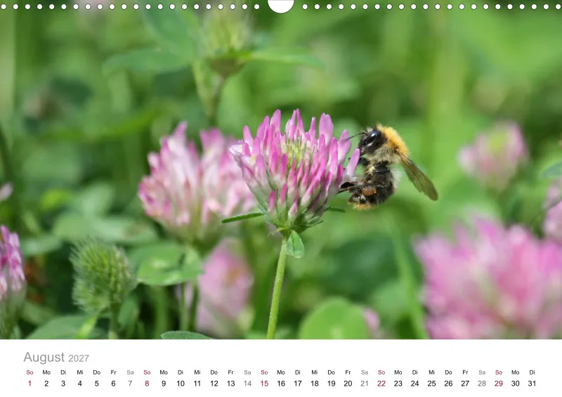 Hummeln und Bienen