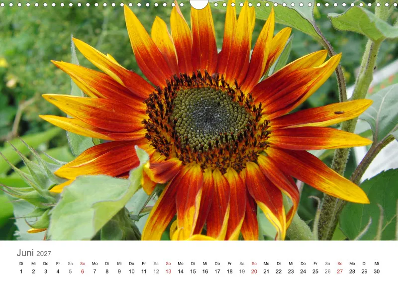 Sonnenblumen