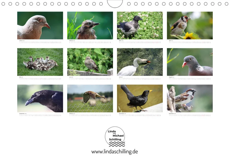Vögel in der Stadt