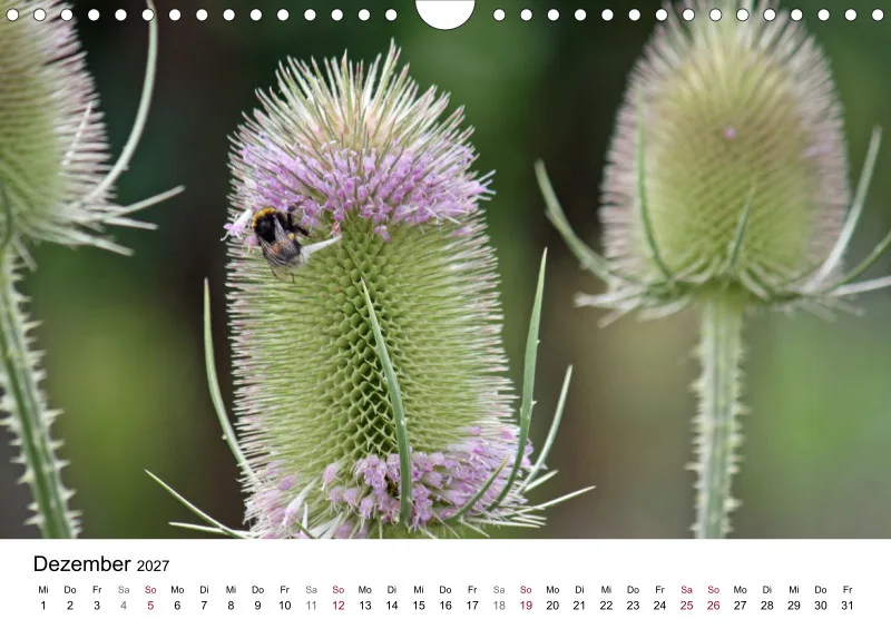 Hummeln und Bienen