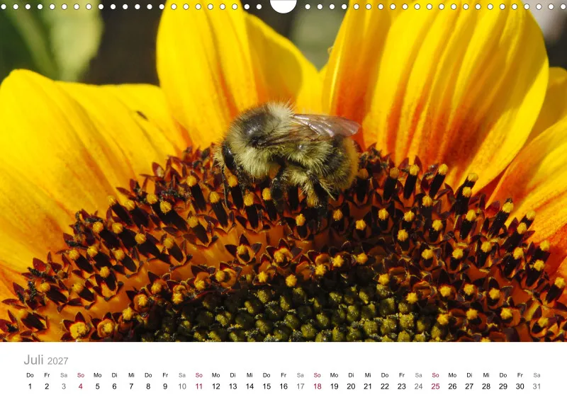 Hummeln und Bienen auf Blüten
