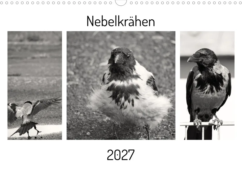 Nebelkrähen