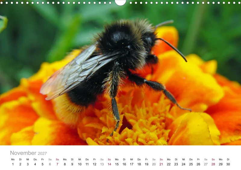 Hummeln und Bienen auf Blüten