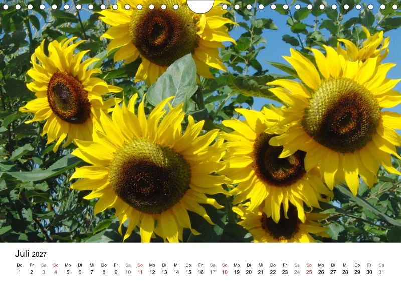 Sonnenblumen