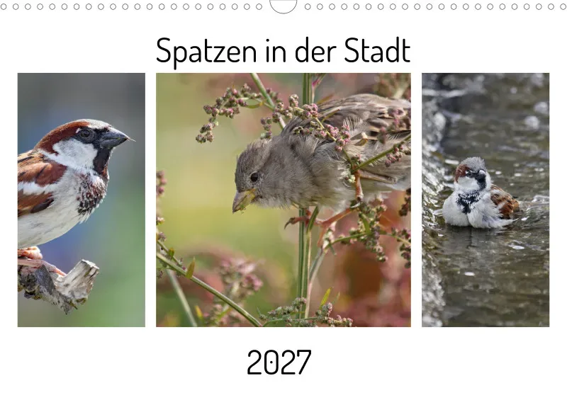 Spatzen in der Stadt