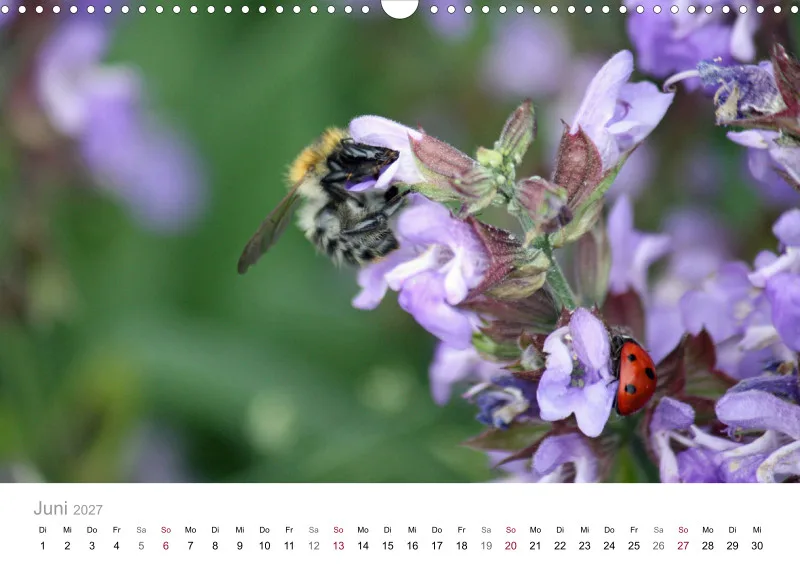 Hummeln und Bienen