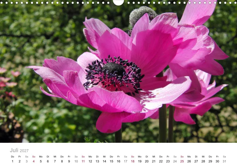 Rosa-Lila Blütenvielfalt