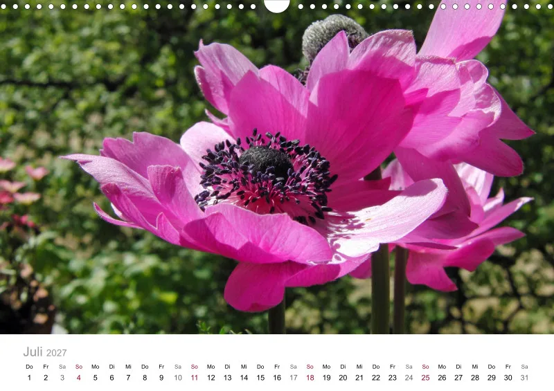Rosa-Lila Blütenvielfalt