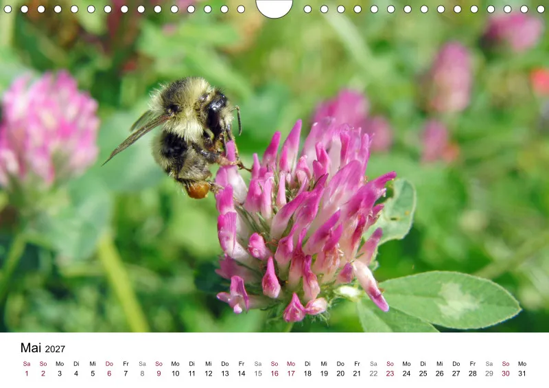 Hummeln und Bienen