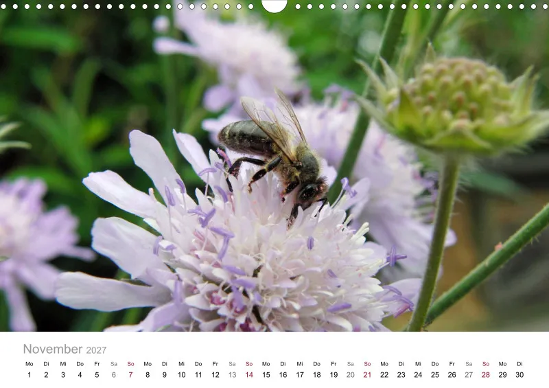 Hummeln und Bienen