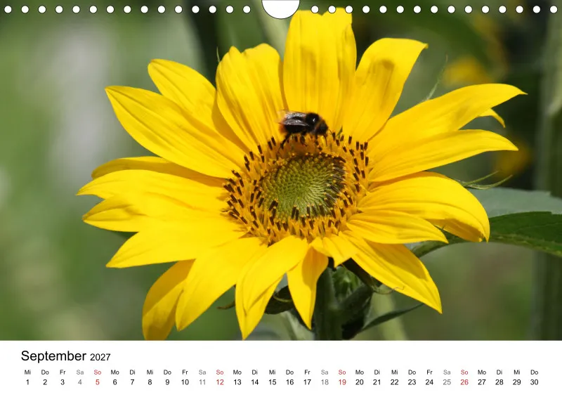 Sonnenblumen