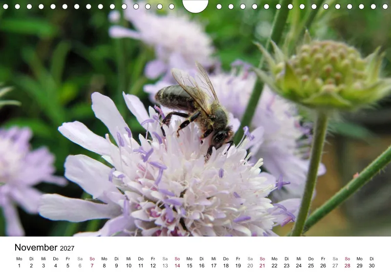 Hummeln und Bienen