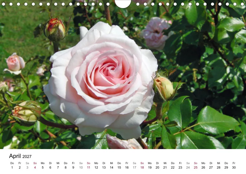 Rosa-Lila Blütenvielfalt