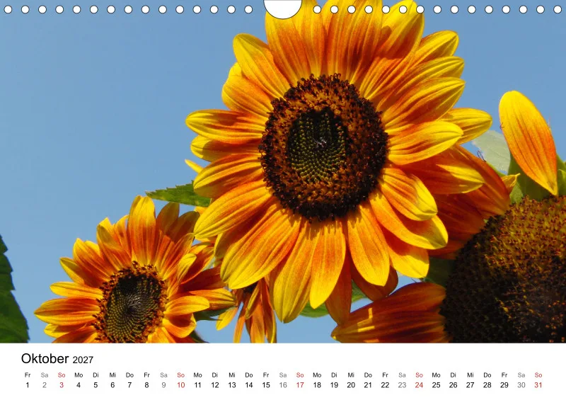 Sonnenblumen
