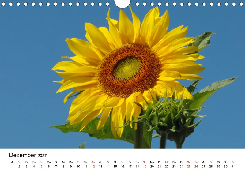 Sonnenblumen