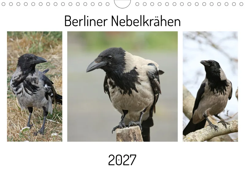 Berliner Nebelkrähen