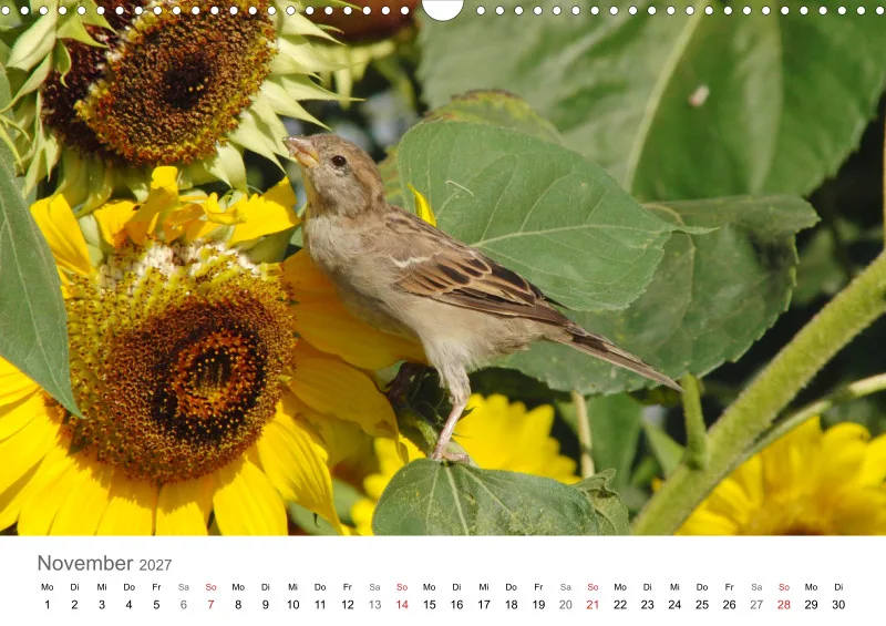 Sonnenblumen