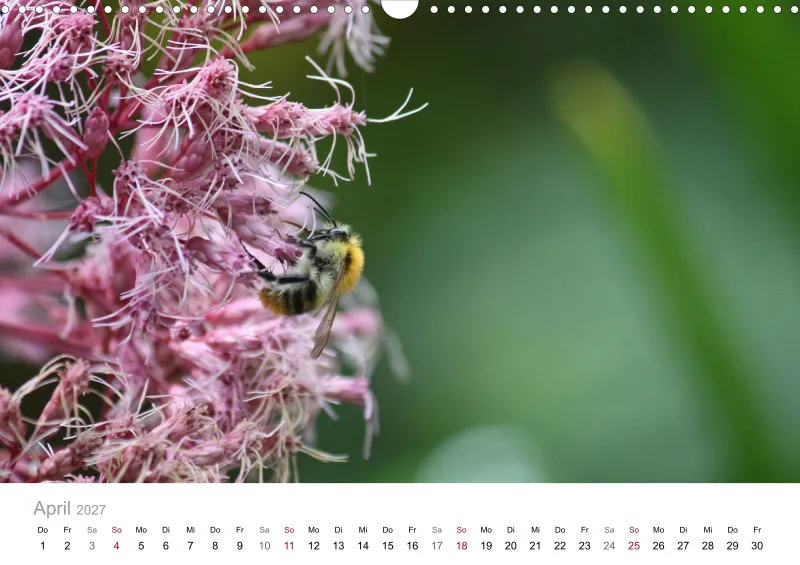 Hummeln und Bienen