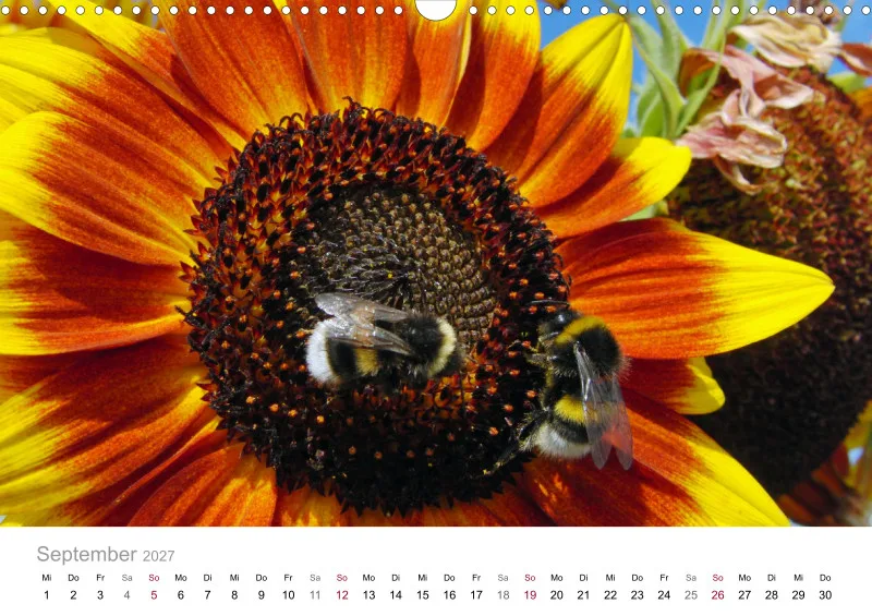Hummeln und Bienen auf Blüten