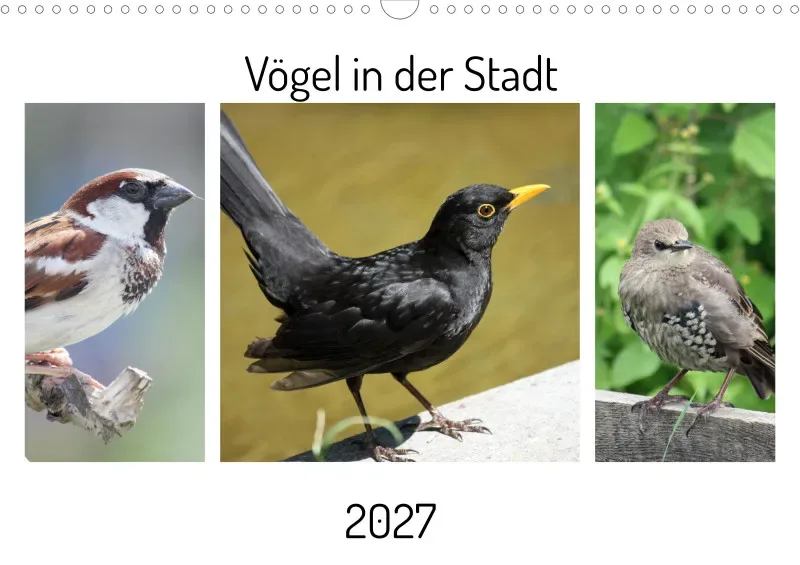 Vögel in der Stadt
