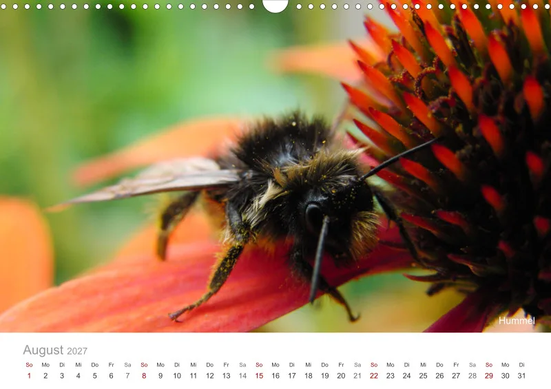 Insekten in der Stadt