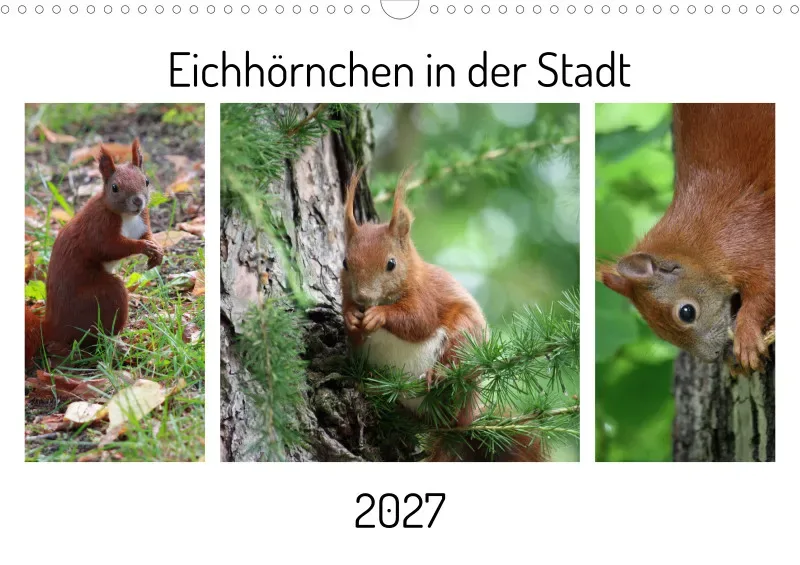 Eichhörnchen in der Stadt