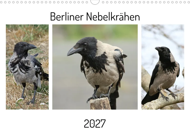Berliner Nebelkrähen