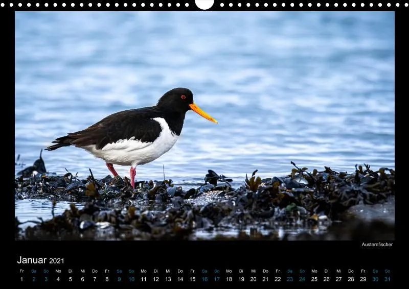Vogelwelt