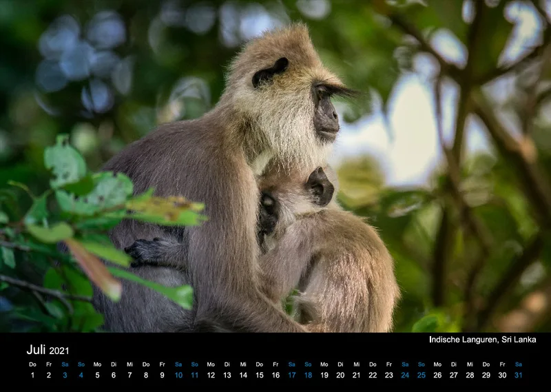 Kalender 2021 (2020 Edition)