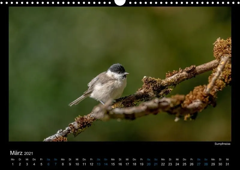 Vogelwelt