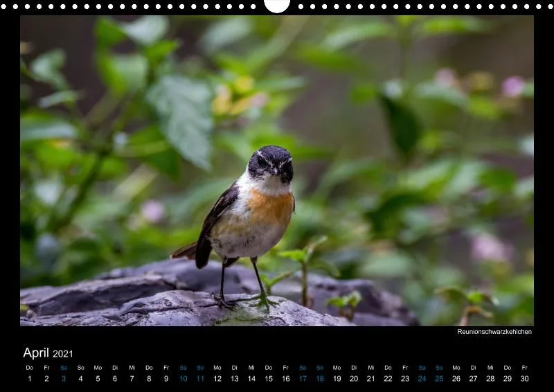 Vogelwelt