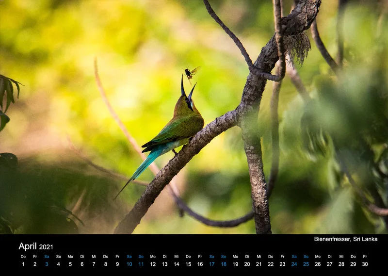 Kalender 2021 (2020 Edition)