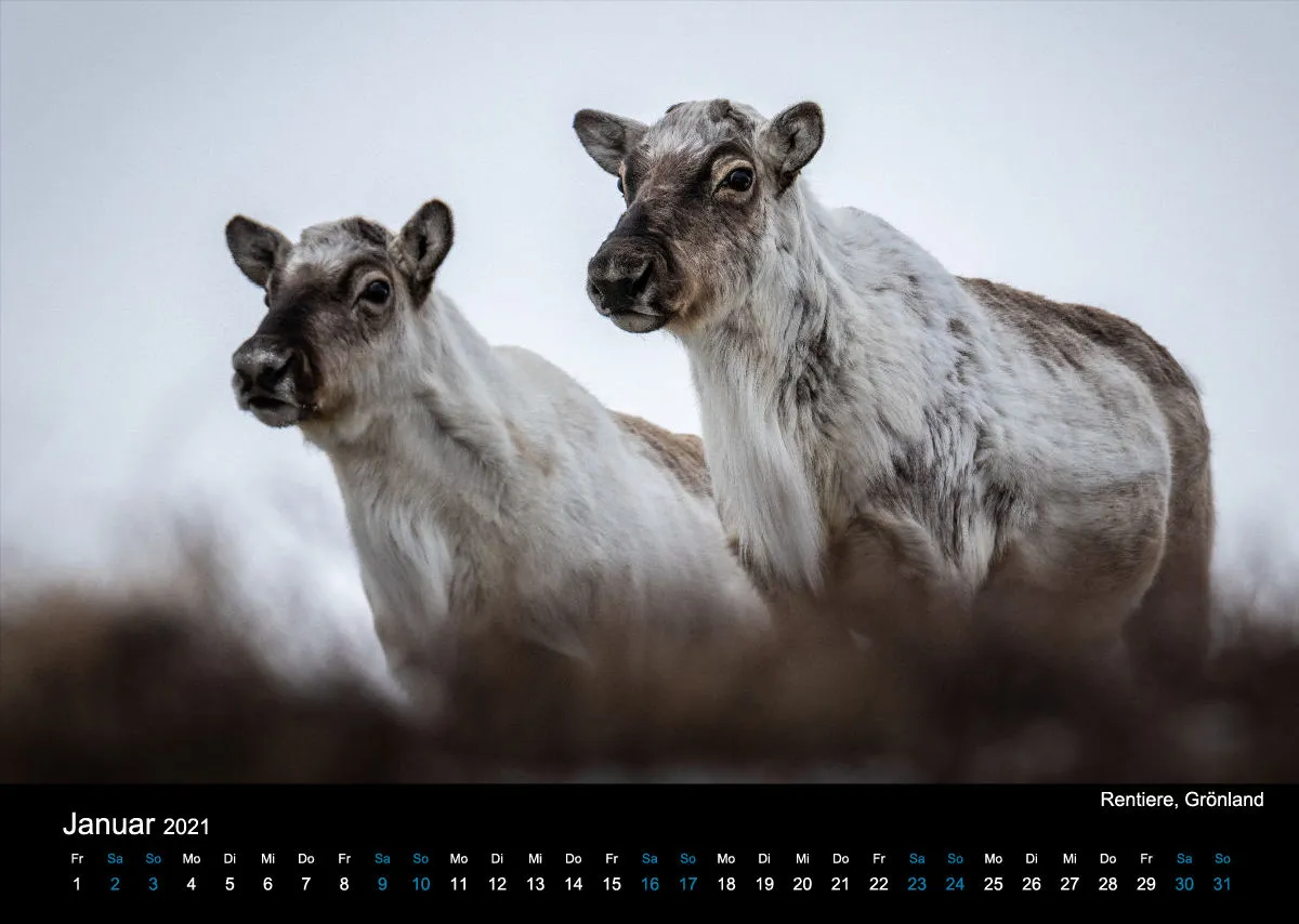 Kalender 2021 (2020 Edition)