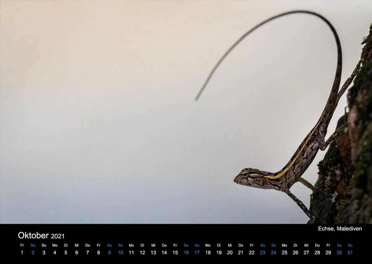Kalender 2021 (2020 Edition)