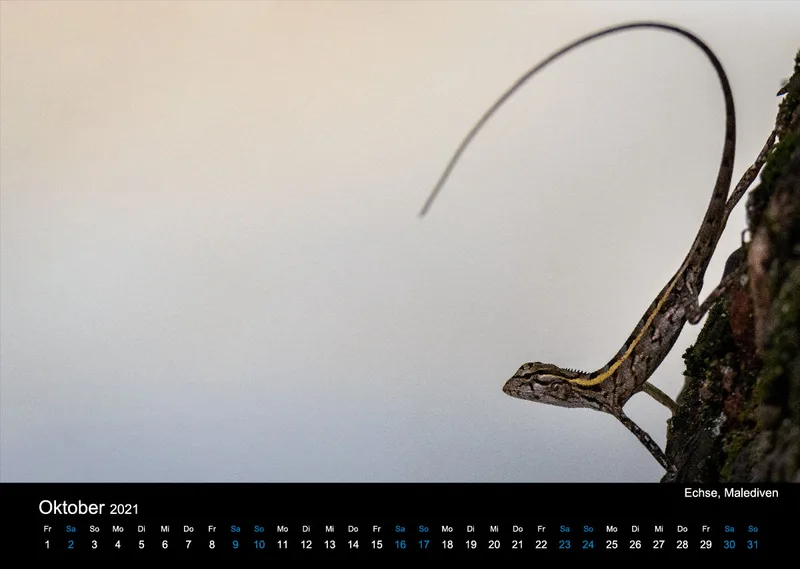 Kalender 2021 (2020 Edition)