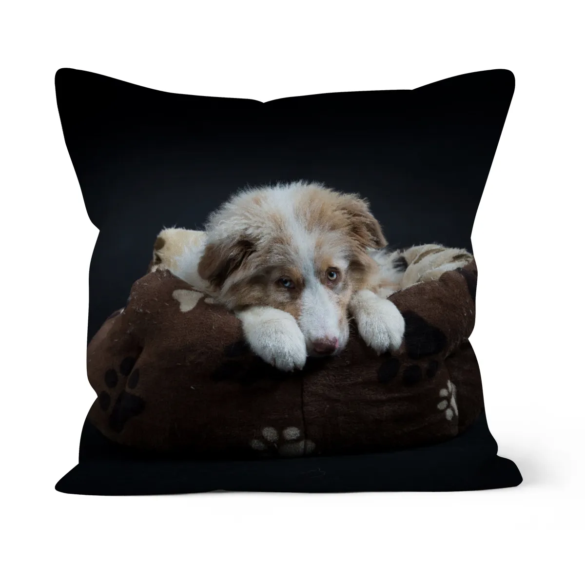 Australian Shepherd
