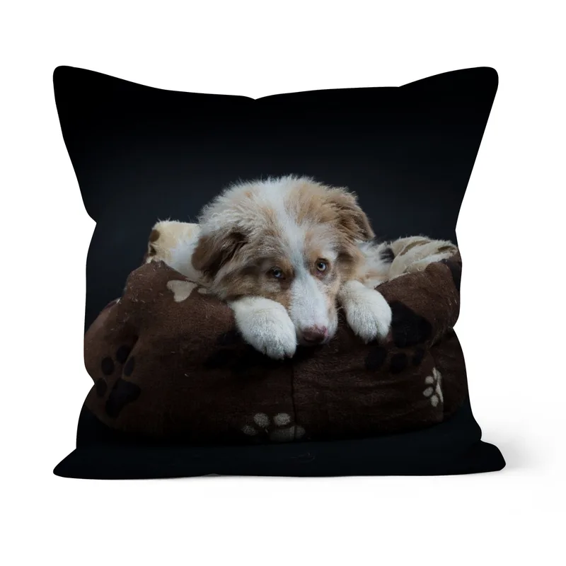 Australian Shepherd