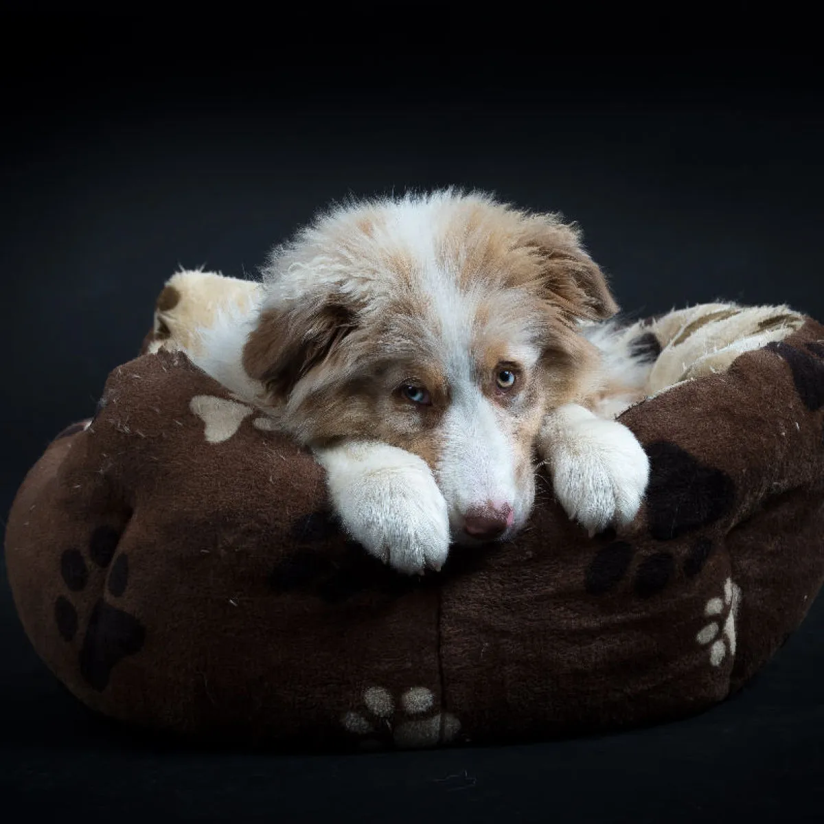 Australian Shepherd