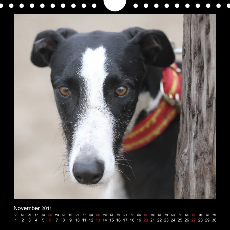Galgos 2011 Deutschland