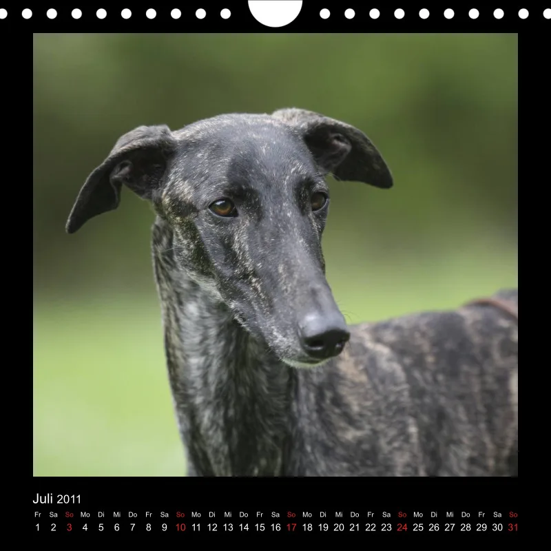 Galgos 2011 Deutschland