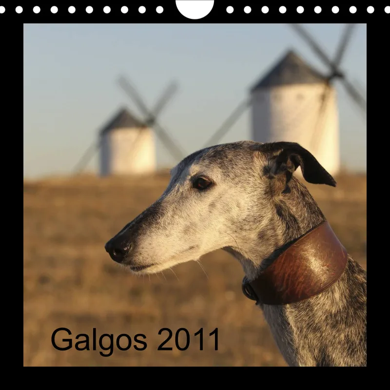 Galgos 2011 Deutschland